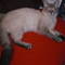 Square_avatar