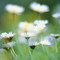 Square_avatar