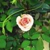 ~fallingpetals~